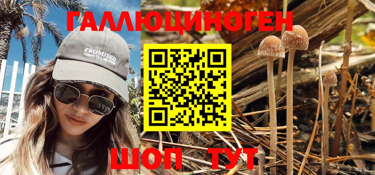 Троицк  Псилоцибиновые грибы Psilocybine cubensis  Вход с VPN 